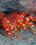 scuba diving photo