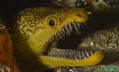 scuba diving photo