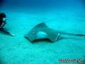 scuba diving photo