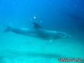 scuba diving photo