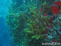 scuba diving photo