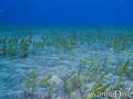 scuba diving photo