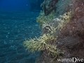 scuba diving photo
