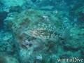 scuba diving photo