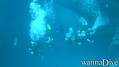 scuba diving photo