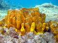 scuba diving photo