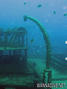 scuba diving photo