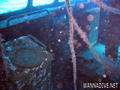 scuba diving photo
