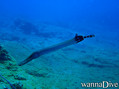 scuba diving photo