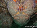 scuba diving photo