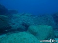scuba diving photo