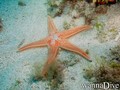 scuba diving photo