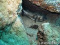 scuba diving photo