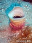 scuba diving photo
