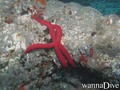 scuba diving photo
