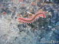 scuba diving photo