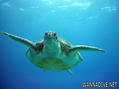 scuba diving photo