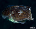 scuba diving photo