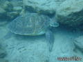 scuba diving photo