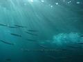scuba diving photo