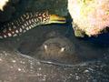 scuba diving photo
