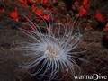 scuba diving photo