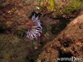 scuba diving photo