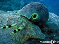 scuba diving photo