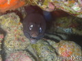 scuba diving photo