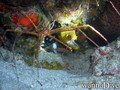scuba diving photo