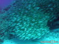 scuba diving photo