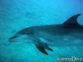 scuba diving photo