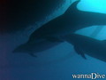 scuba diving photo