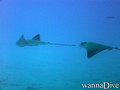scuba diving photo