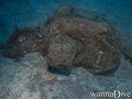 scuba diving photo
