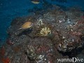 scuba diving photo