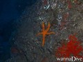scuba diving photo
