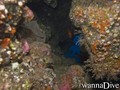 scuba diving photo