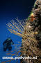 scuba diving photo
