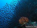 scuba diving photo