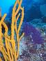scuba diving photo