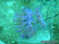 scuba diving photo