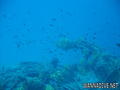 scuba diving photo