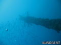 scuba diving photo