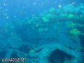 scuba diving photo
