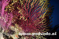 scuba diving photo