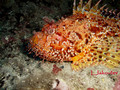 scuba diving photo