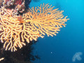 scuba diving photo