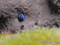 scuba diving photo