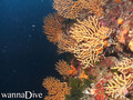 scuba diving photo